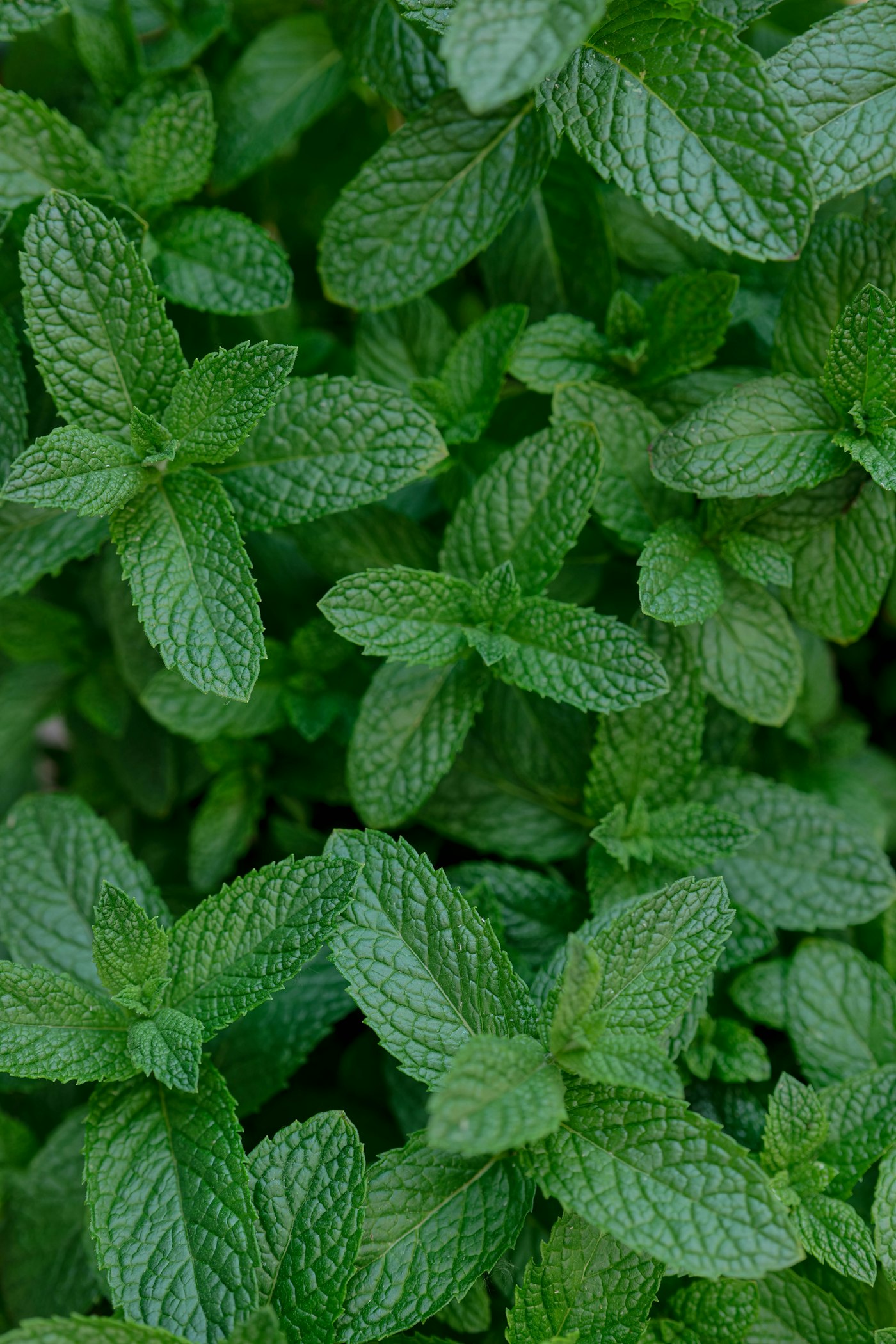 Fresh green mint leaves in close-up